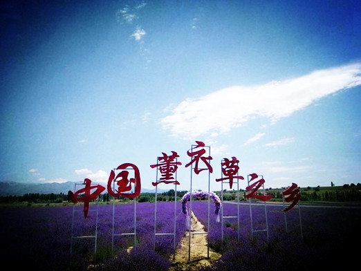 新疆包车旅游：今日打卡伊犁薰衣草之乡霍城